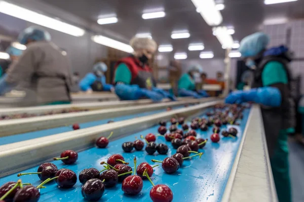 Katerini Greece June 2021 Sorting Red Cherries Women Working Agricultural — Stock Photo, Image