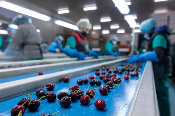 Katerini Greece June 2021 Sorting Red Cherries Women Working Agricultural — Stock Photo, Image