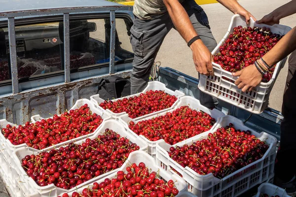 Katerini Griechenland Juni 2021 Bauer Transportiert Rote Kirschen Zur Landwirtschaftlichen — Stockfoto