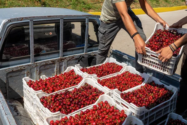 Katerini Griechenland Juni 2021 Bauer Transportiert Rote Kirschen Zur Landwirtschaftlichen — Stockfoto