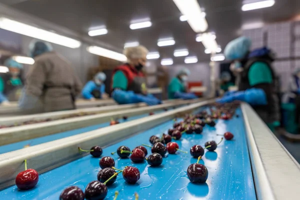 Katerini Grécia Junho 2021 Classificação Cerejas Vermelhas Por Mulheres Que — Fotografia de Stock