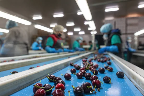 2021年6月4日 希腊卡特里尼 在农业合作社工作的妇女对红樱桃进行分类 新鲜的有机水果 有选择的重点 — 图库照片