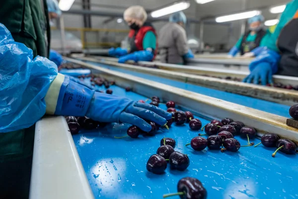 Katerini Grécia Junho 2021 Classificação Cerejas Vermelhas Por Mulheres Que — Fotografia de Stock