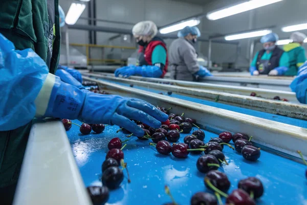 カトリーニ ギリシャ 2021年6月4日 農業協同組合で働く女性による赤いチェリーの分類 新鮮な有機果物 選択的焦点 — ストック写真