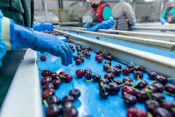 2021年6月4日 希腊卡特里尼 在农业合作社工作的妇女对红樱桃进行分类 新鲜的有机水果 有选择的重点 — 图库照片