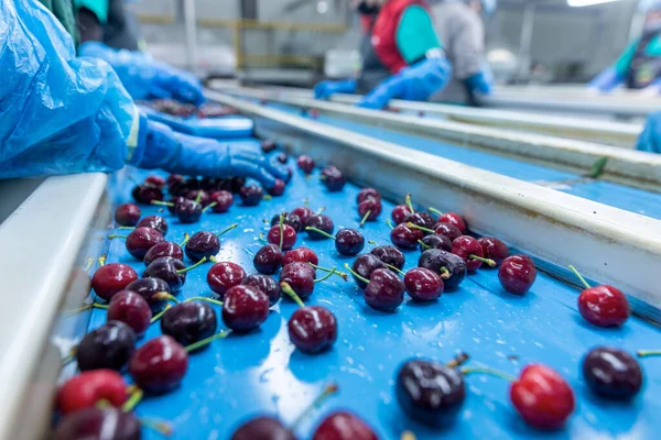 Katerini Grécia Junho 2021 Classificação Cerejas Vermelhas Por Mulheres Que — Fotografia de Stock