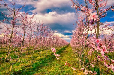 Yunanistan 'ın kuzeyindeki Veria ovasında baharda çiçek açmış şeftali ağaçları bahçesi
