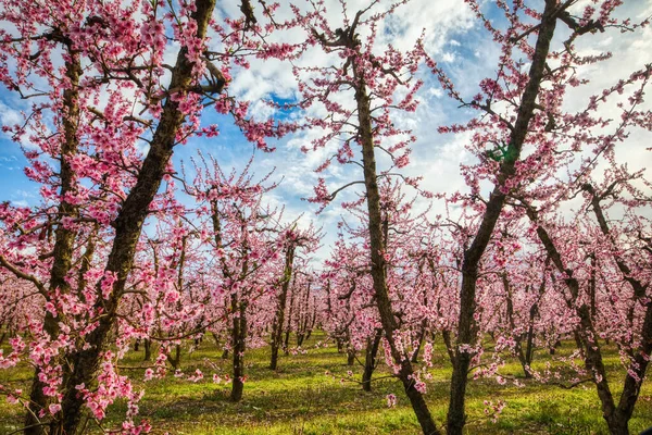 Orchard Bloomed Peach Trees Spring Plain Veria Northern Greece — Stock Photo, Image