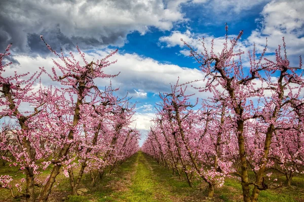 Orchard Bloomed Peach Trees Spring Plain Veria Northern Greece — Stock Photo, Image