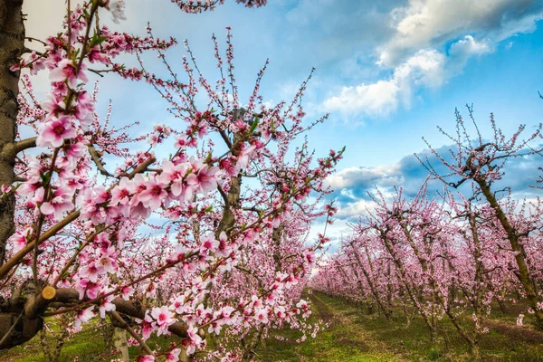 Orchard Bloomed Peach Trees Spring Plain Veria Northern Greece — Stock Photo, Image