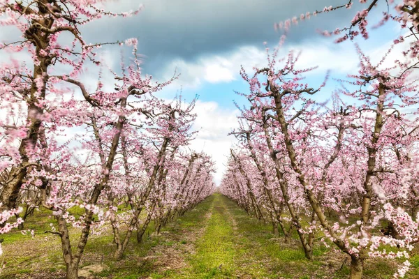 Orchard Bloomed Peach Trees Spring Plain Veria Northern Greece — Stock Photo, Image