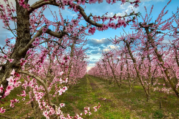 Orchard Bloomed Peach Trees Spring Plain Veria Northern Greece — Stock Photo, Image