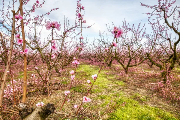 Virágos Őszibarackfák Gyümölcsöskertje Tavasszal Veria Síkságán Észak Görögországban — Stock Fotó