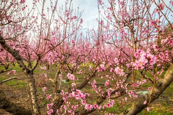 Virágos Őszibarackfák Gyümölcsöskertje Tavasszal Veria Síkságán Észak Görögországban — Stock Fotó