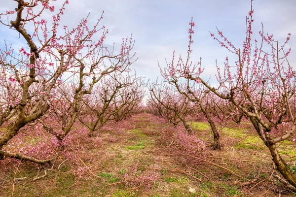 Huerto Duraznos Florecidos Primavera Llanura Veria Norte Grecia — Foto de Stock