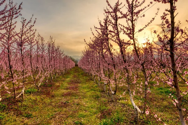 Virágos Őszibarackfák Gyümölcsöskertje Tavasszal Napnyugtakor Veria Síkságán Észak Görögországban — Stock Fotó