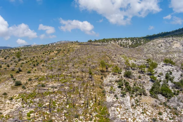 Yunanistan Aliki Thassos Kentindeki Yangından Beş Yıl Sonra Yanan Orman — Stok fotoğraf