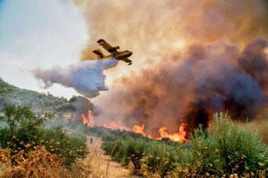 Moreloponnese, Yunanistan, 05 Ağustos 2021: Antik Olympia bölgesindeki Xelidoni köyünde çıkan yangını söndürmeye çalışan bir itfaiye uçağı su yükünü boşaltıyor