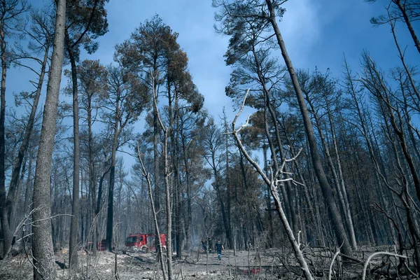 在针叶林失火后烧毁的树 — 图库照片