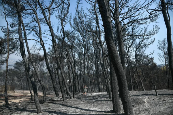 Burnt Trees Fire Coniferous Forest — Stock Photo, Image