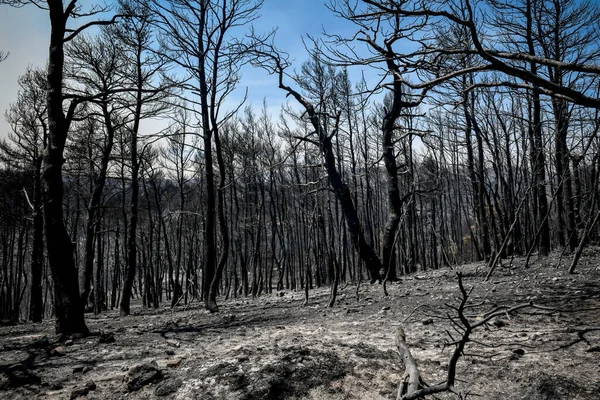 Kozalaklı Ormanda Çıkan Yangından Sonra Yanan Ağaçlar — Stok fotoğraf