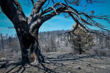 Kozalaklı ormanda çıkan yangından sonra yanan ağaçlar.