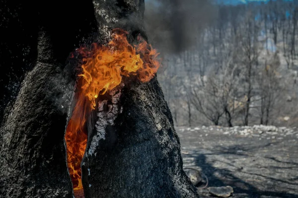 Bruciato Alberi Dopo Incendio Nella Foresta Conifere — Foto Stock