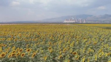 Yukarıdan bakıldığında, bir ayçiçeği tarlasının havadan görünüşü ve arka planda Yunanistan 'ın kuzeyindeki Kozani kentindeki elektrik üretim fabrikası görülüyor.