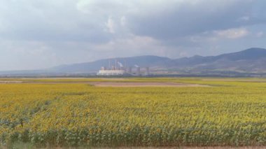 Yukarıdan bakıldığında, bir ayçiçeği tarlasının havadan görünüşü ve arka planda Yunanistan 'ın kuzeyindeki Kozani kentindeki elektrik üretim fabrikası görülüyor.