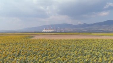 Yukarıdan bakıldığında, bir ayçiçeği tarlasının havadan görünüşü ve arka planda Yunanistan 'ın kuzeyindeki Kozani kentindeki elektrik üretim fabrikası görülüyor.