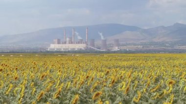Yukarıdan bakıldığında, bir ayçiçeği tarlasının havadan görünüşü ve arka planda Yunanistan 'ın kuzeyindeki Kozani kentindeki elektrik üretim fabrikası görülüyor.