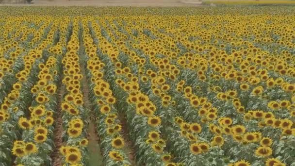 View Aerial View Sunflower Field View Aerial View Sunflower Field — Stock Video
