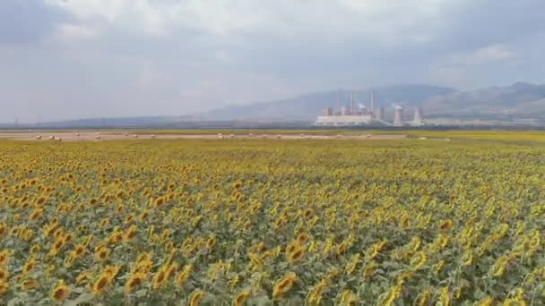 Yukarıdan Bakıldığında Bir Ayçiçeği Tarlasının Havadan Görünüşü Arka Planda Yunanistan — Stok video