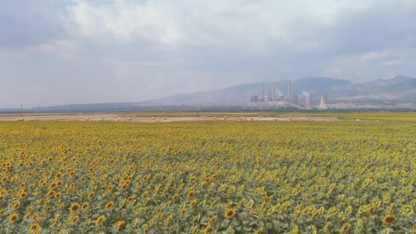 Yukarıdan Bak Bir Ayçiçeği Tarlasının Havadan Görünüşü Yukarıdan Bak Bir — Stok video