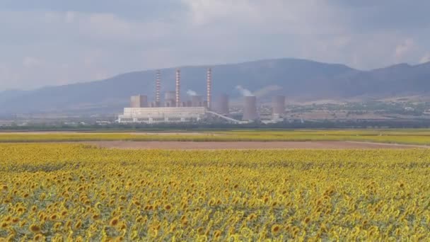 Ovanifrån Flygfoto Ett Solrosfält Och Bakgrunden Fabrik För Elproduktion Kozani — Stockvideo