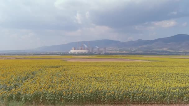 위에서 바라본 해바라기 그리스 북부의 코자니에서 전기를 생산하기 공장의 — 비디오