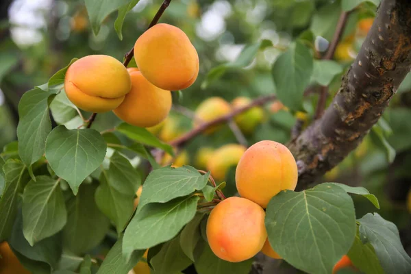 Frutas Albaricoques Dulces Que Crecen Una Rama Durazno — Foto de Stock