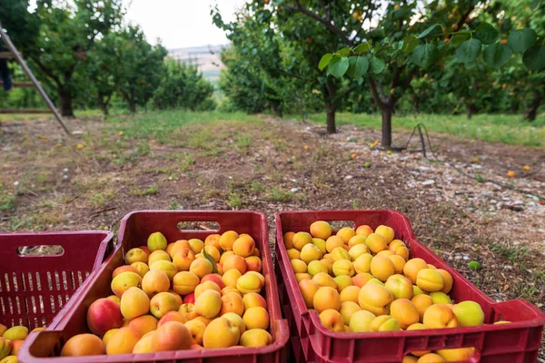 Freshly Harvested Apricots Stacked Buckets — Stock Photo, Image