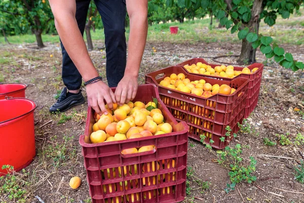 Chalkidiki Greece June 2021 Close Farmer Picking Fresh Apricots Orchard — Stock Photo, Image