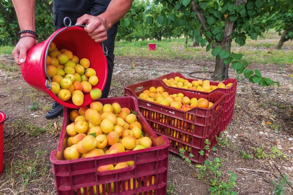 Chalkidiki Greece June 2021 Close Farmer Picking Fresh Apricots Orchard — Stock Photo, Image