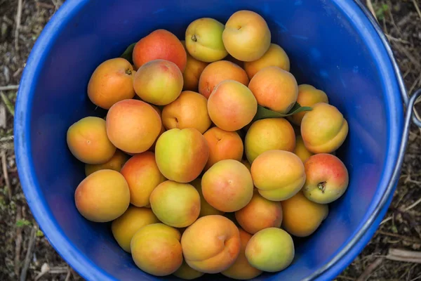 Freshly Harvested Apricots Stacked Buckets — Stock Photo, Image