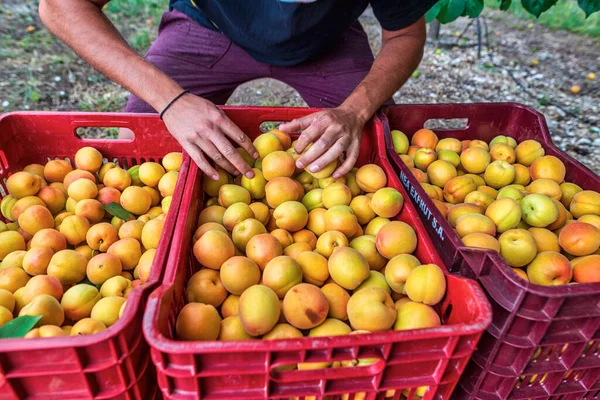 Chalkidiki Greece June 2021 Close Farmer Picking Fresh Apricots Orchard — Stock Photo, Image