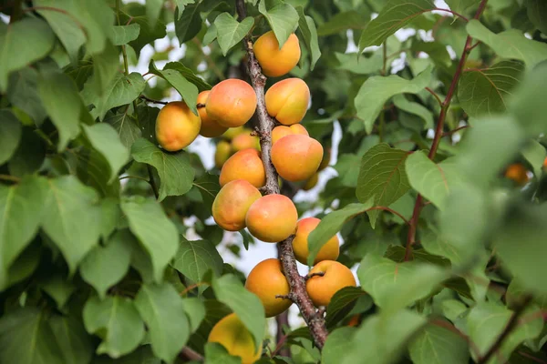 Frutas Albaricoques Dulces Que Crecen Una Rama Durazno — Foto de Stock