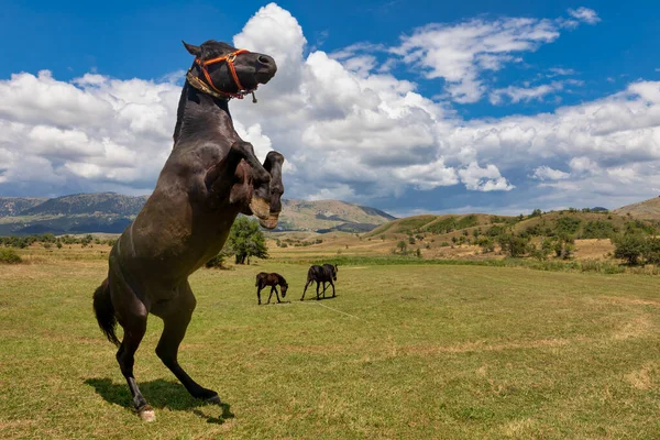Лошадь Стоящая Задних Лапах Лугах — стоковое фото