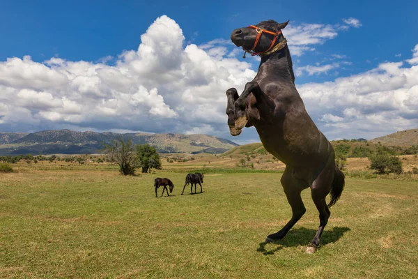 Cavalo Suas Patas Traseiras Nos Prados — Fotografia de Stock