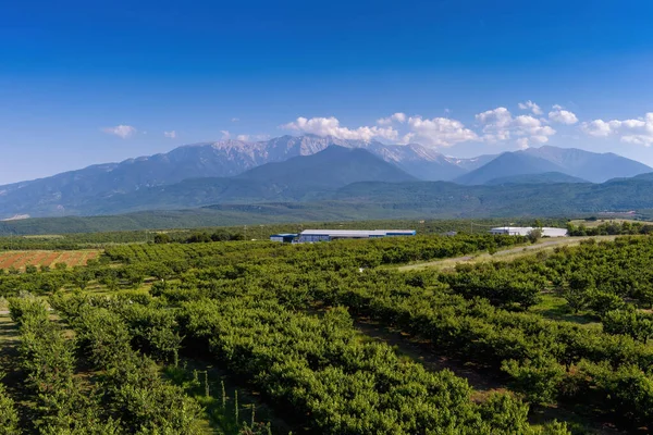 Luftaufnahme Über Landwirtschaftliche Felder Mit Kirschbäumen Pieria Norden Griechenlands Luftaufnahme — Stockfoto