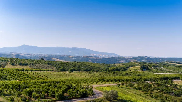 Luftaufnahme Über Landwirtschaftliche Felder Mit Kirschbäumen Pieria Norden Griechenlands Luftaufnahme — Stockfoto