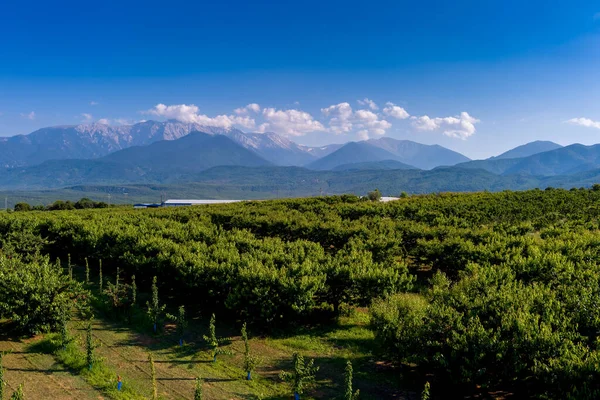 Aerial View Agricultural Fields Cherry Trees Pieria Northern Greece Aerial — Stock Photo, Image