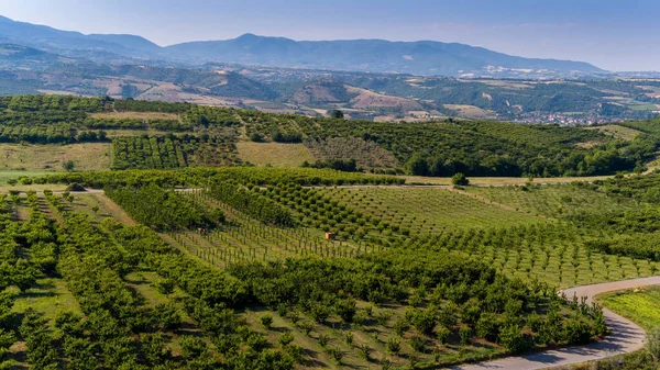 Aerial View Agricultural Fields Cherry Trees Pieria Northern Greece Aerial — Stock Photo, Image