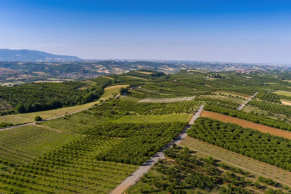 Luftaufnahme Über Landwirtschaftliche Felder Mit Kirschbäumen Pieria Norden Griechenlands Luftaufnahme — Stockfoto